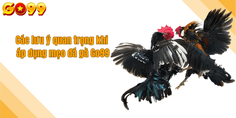 Các lưu ý quan trọng khi áp dụng mẹo đá gà Go99